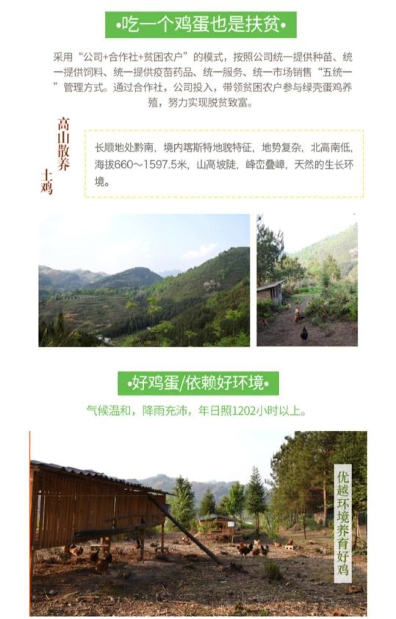 多彩贵州地标长顺高山土鸡蛋散养绿壳鸡蛋360枚/件