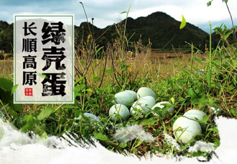 多彩贵州地标长顺高山土鸡蛋散养绿壳鸡蛋360枚/件