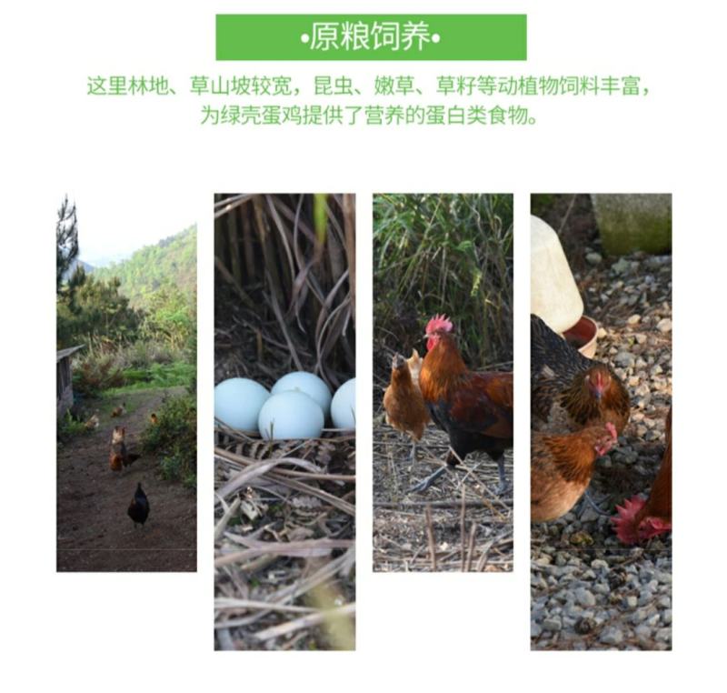 多彩贵州地标长顺高山土鸡蛋散养绿壳鸡蛋360枚/件