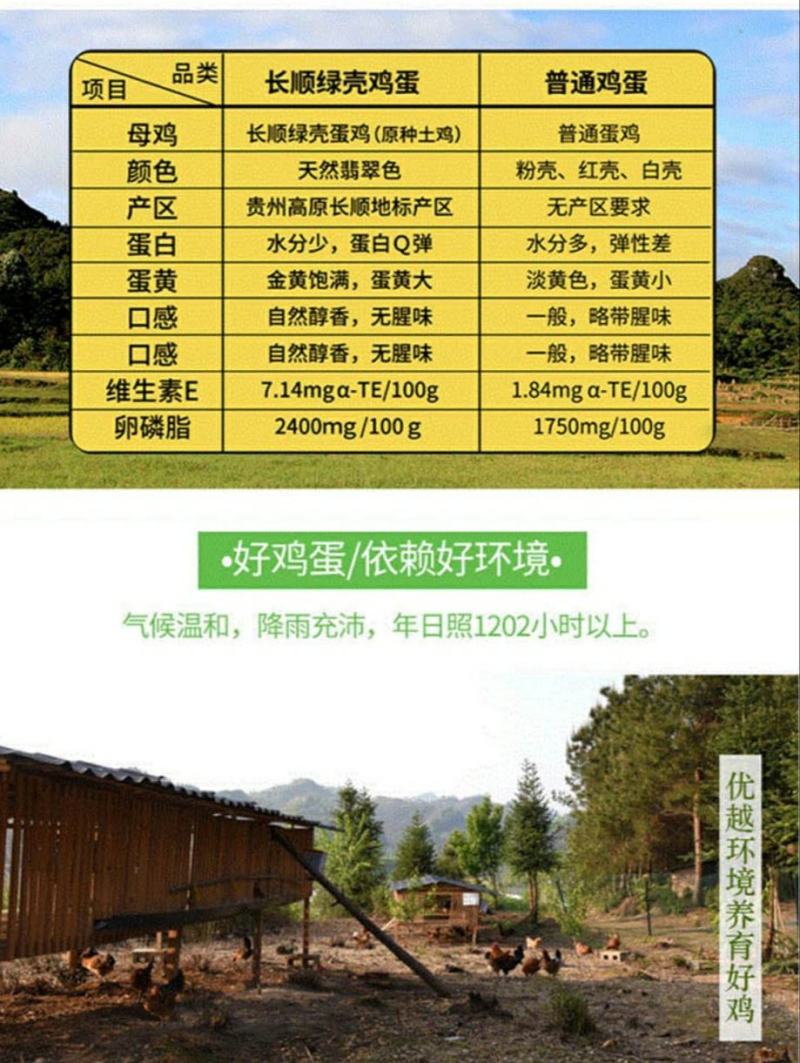 多彩贵州地标长顺高山土鸡蛋散养绿壳鸡蛋360枚/件