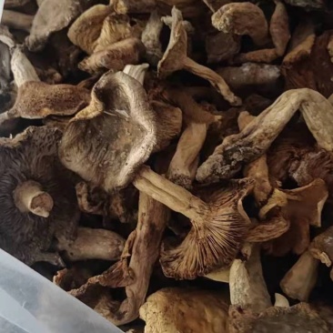 松树菌干货