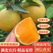 湖北秭归夏橙，米奈产地直发水分充足，价格公道，质量保证