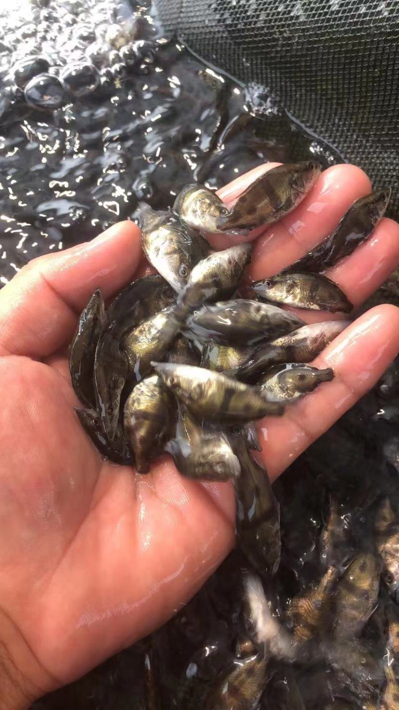 桂花鱼苗优质鱼苗产地直供，欢迎订购，支持全国发货