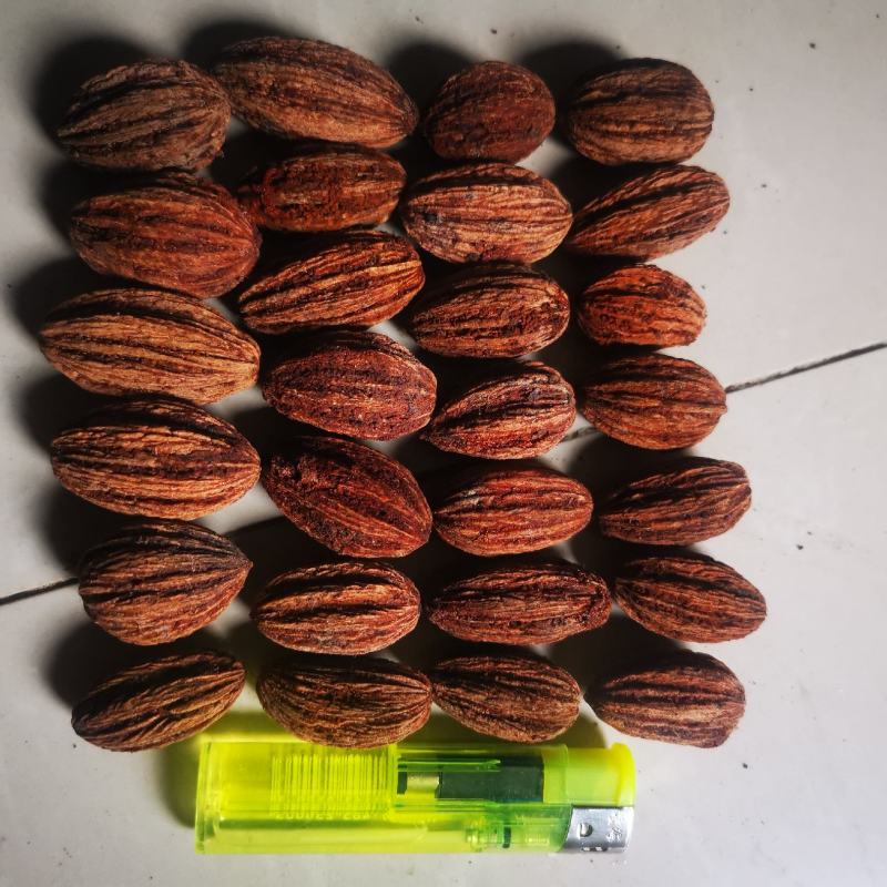 珙桐（又名中国鸽子树）种籽沙藏珙桐种籽量大从优