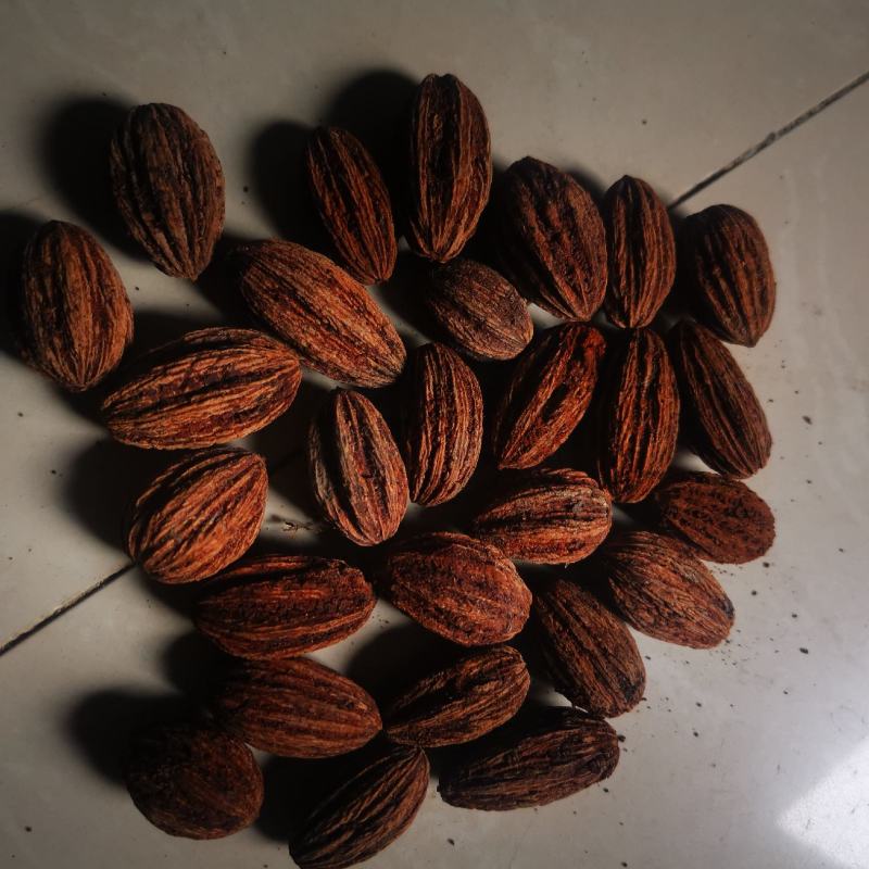 珙桐（又名中国鸽子树）种籽沙藏珙桐种籽量大从优
