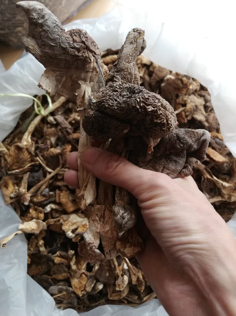 云南野生菌，野生麻母鸡朵型，白落伞菌又名假鸡枞