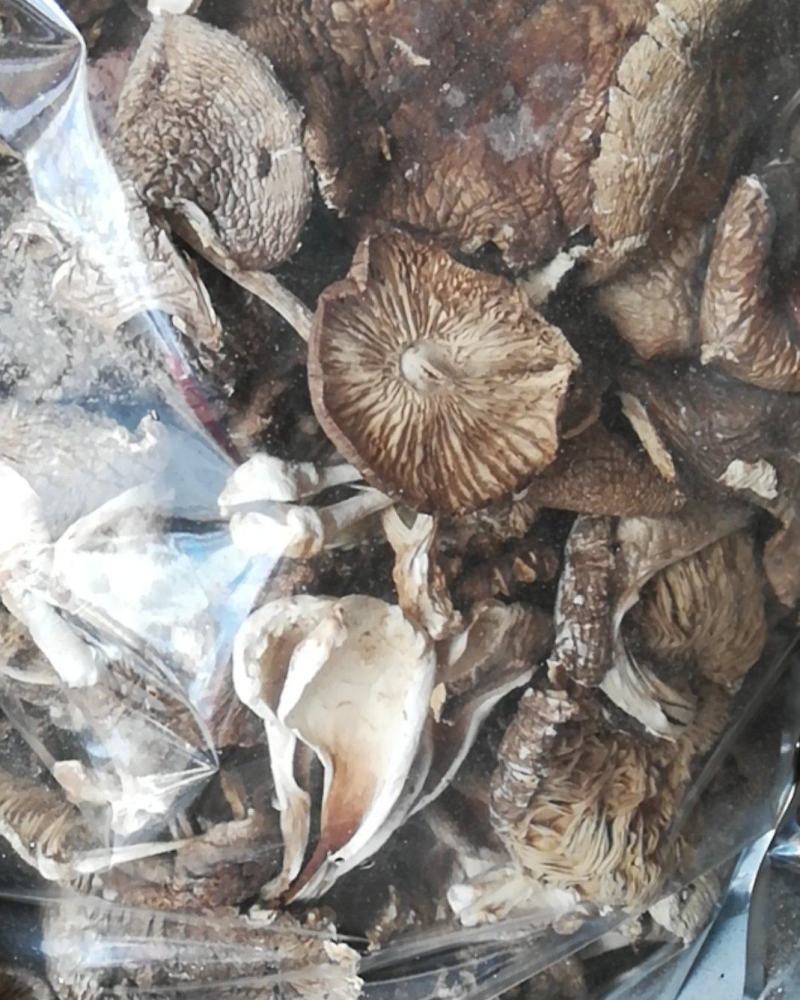 云南野生菌，野生麻母鸡朵型，白落伞菌又名假鸡枞