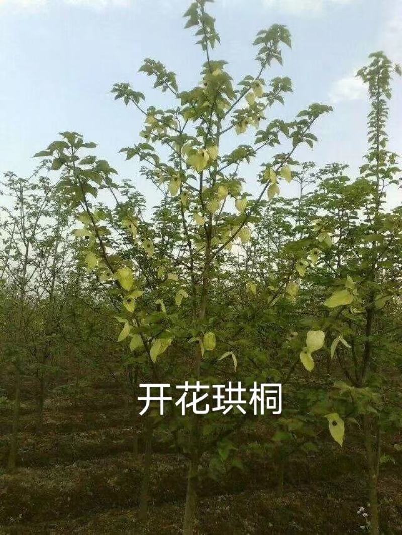珙桐（又名中国鸽子树）种籽沙藏珙桐种籽量大从优