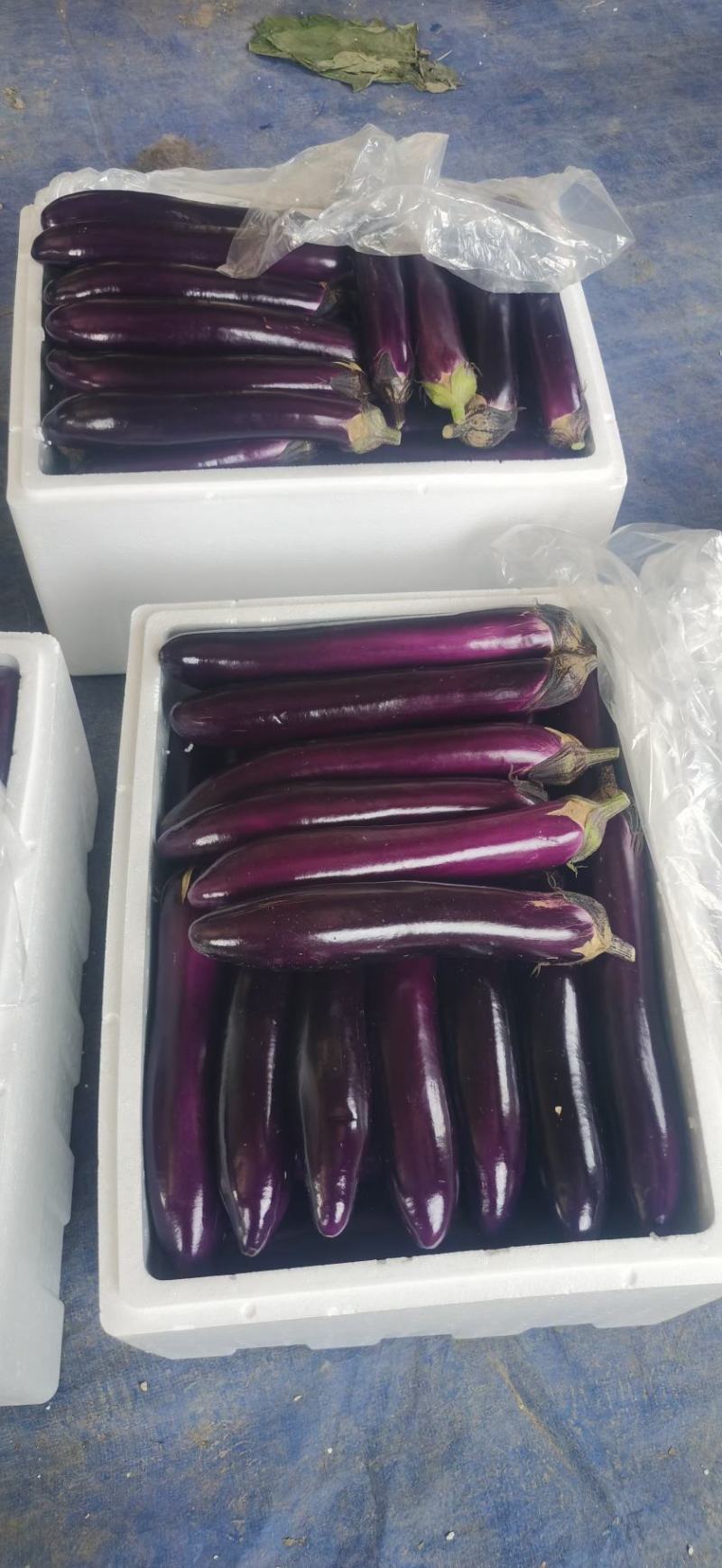 贵州安顺烧烤茄子基地一手货源大量优先全国发货