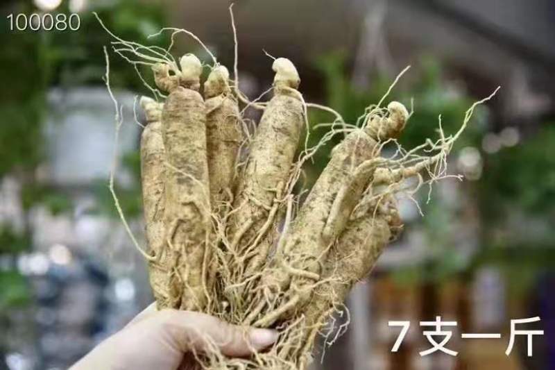 长白山鲜人参抖快代发包邮一手批发多规格
