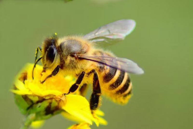 黑龙江艾莉艾莉玫瑰蜜酿