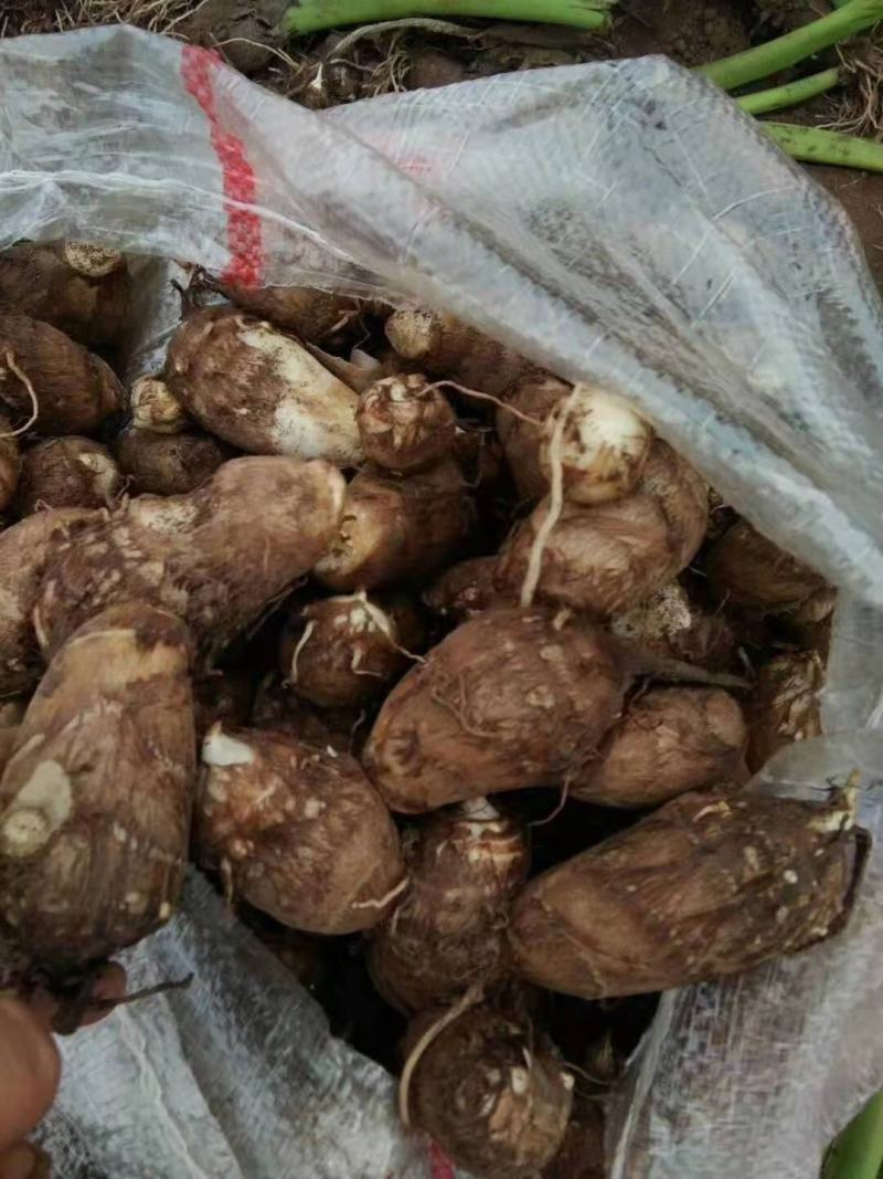 芋头毛芋头大量上市全国发货保质保量电商供应