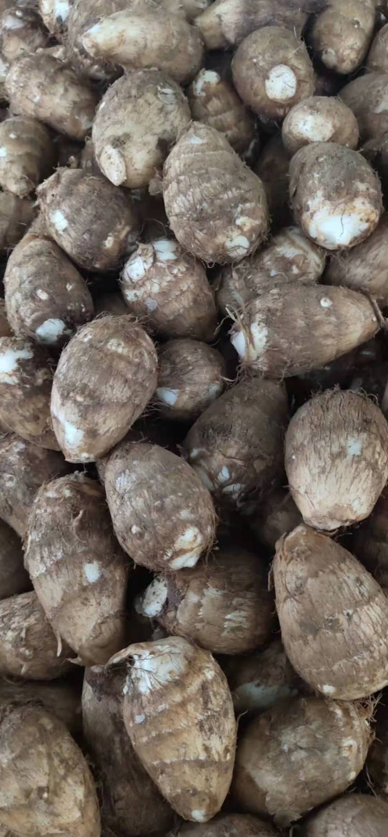 芋头毛芋头大量上市全国发货保质保量电商供应