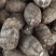 芋头毛芋头大量上市全国发货保质保量电商供应