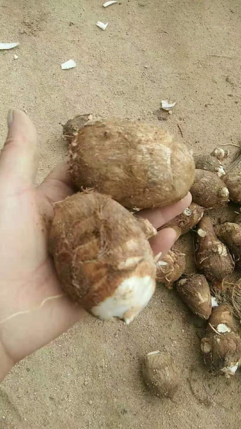 芋头毛芋头大量上市全国发货保质保量电商供应