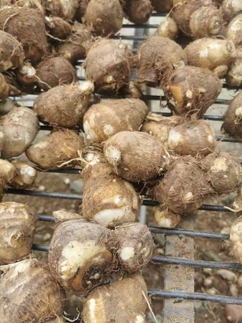 芋头毛芋头大量上市全国发货保质保量电商供应