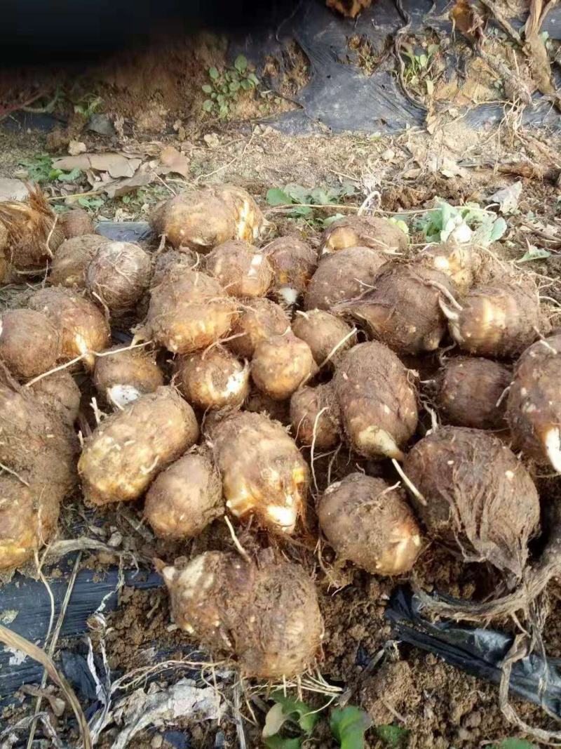 芋头毛芋头大量上市全国发货保质保量电商供应