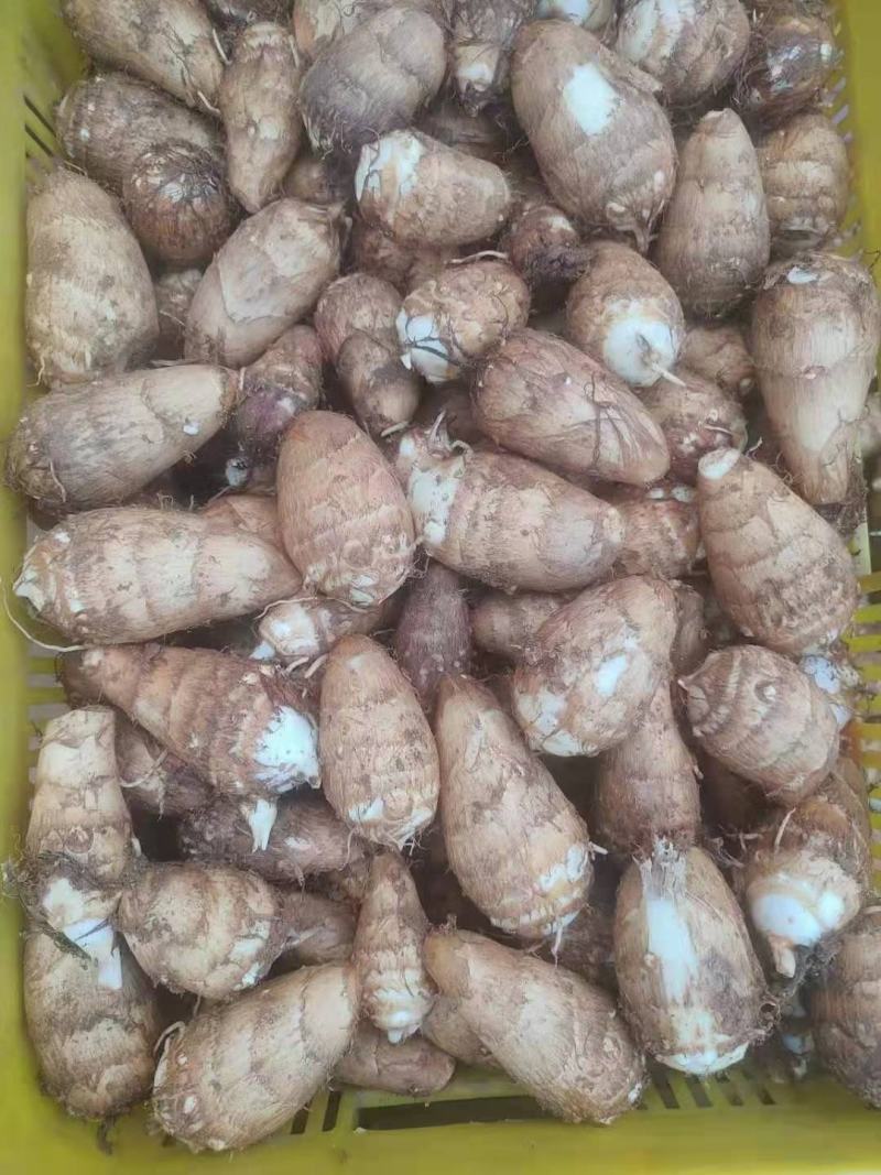 芋头毛芋头大量上市全国发货保质保量电商供应