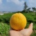 黄金蜜桃