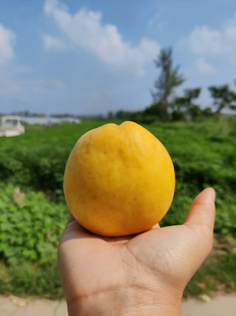 黄金蜜桃