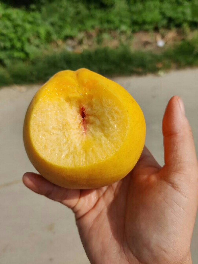 黄金蜜桃