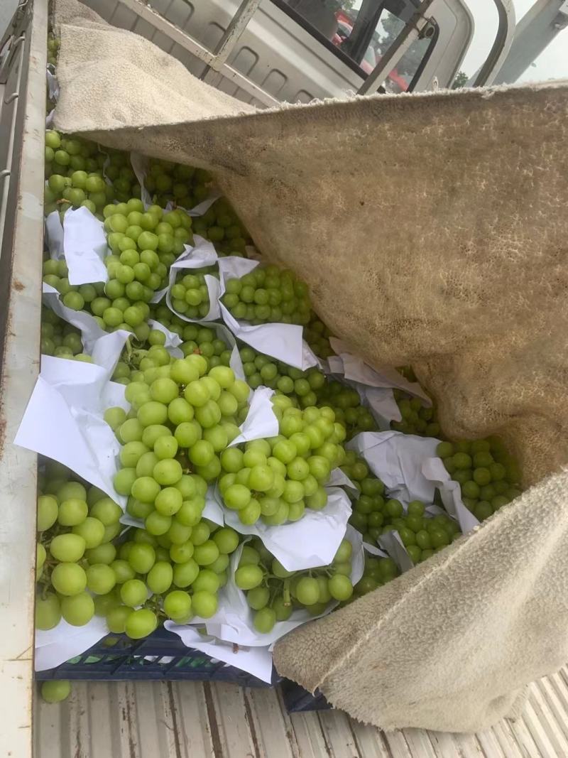 黄花梨各种葡萄，价格可以私聊