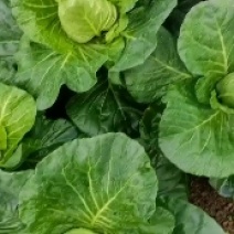 牛心菜