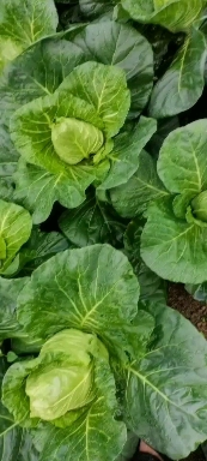 牛心菜