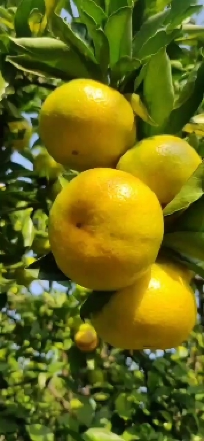 【蜜桔优选】特早蜜桔，产地直发，一手货源充足，诚信交易