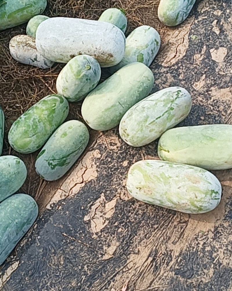 禹城市梁家镇水果冬瓜，白皮的话