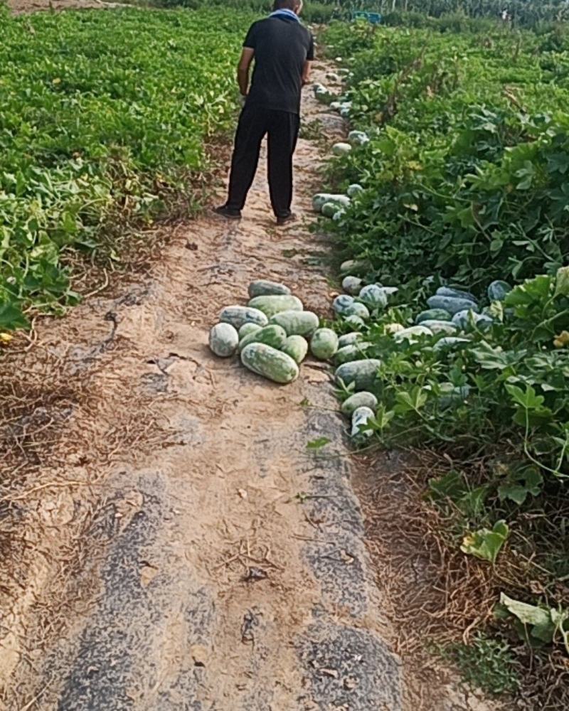 禹城市梁家镇水果冬瓜，白皮的话