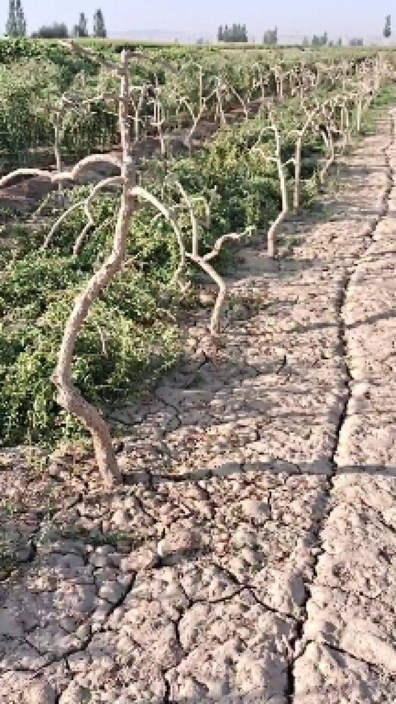 枸杞大树，移栽种植摘干果，占地绿化，品种纯，产量高。