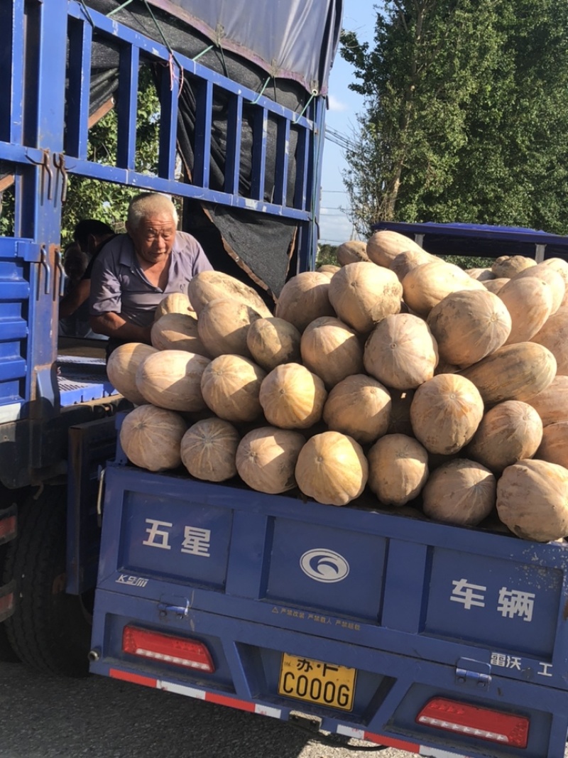 万亩蔬菜基地南通本地蜜本南瓜直发代、品相优良