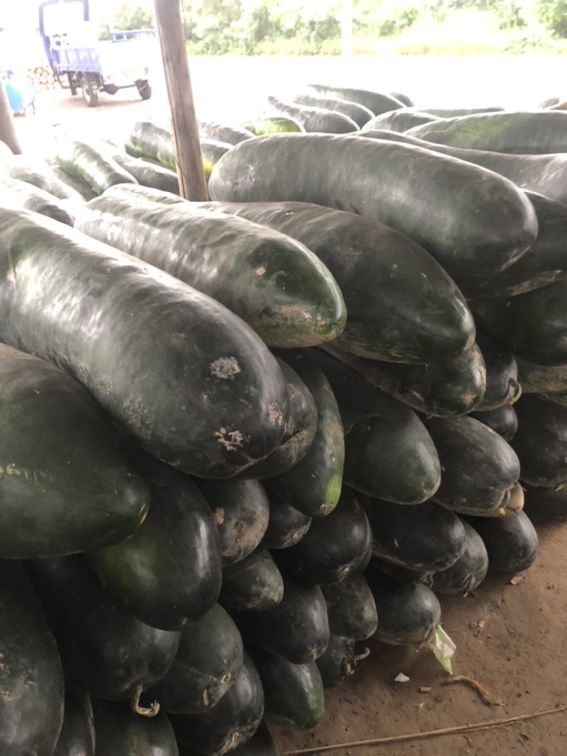 万亩蔬菜基地种植冬瓜直发代办品质优良价格优势