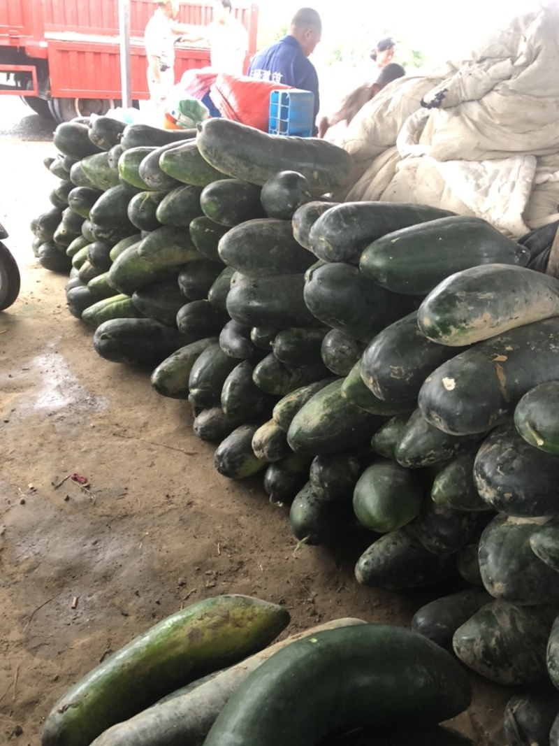 万亩蔬菜基地种植冬瓜直发代办品质优良价格优势