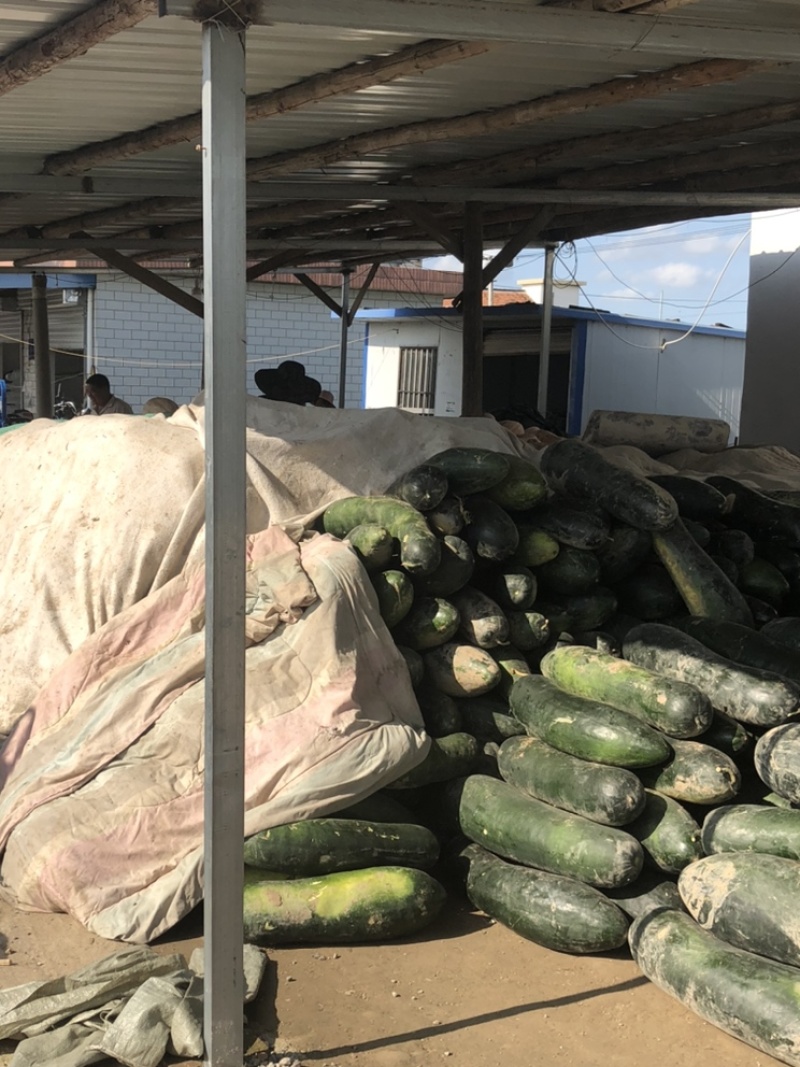万亩蔬菜基地种植冬瓜直发代办品质优良价格优势