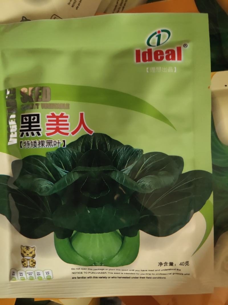 黑美人特矮棵黑叶，叶片深绿色，亮绿，耐寒，耐热。