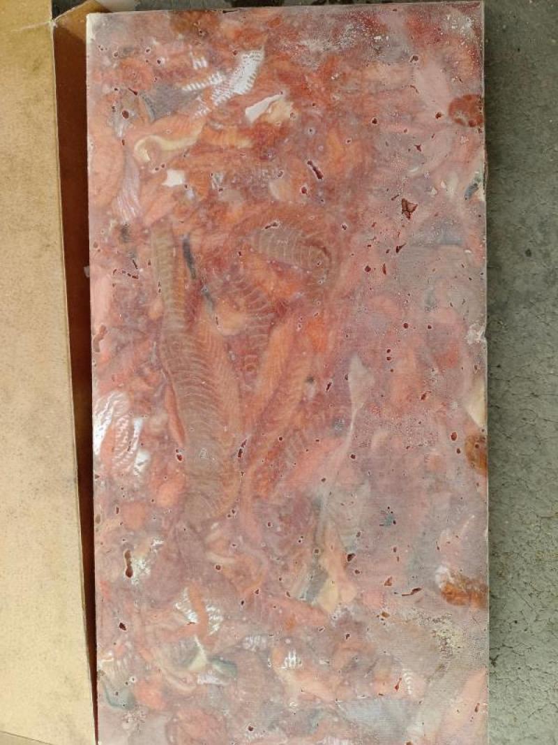三文鱼脂肪线马哈鱼脂肪线三文鱼脂肪线马哈鱼脂肪线三文鱼脂