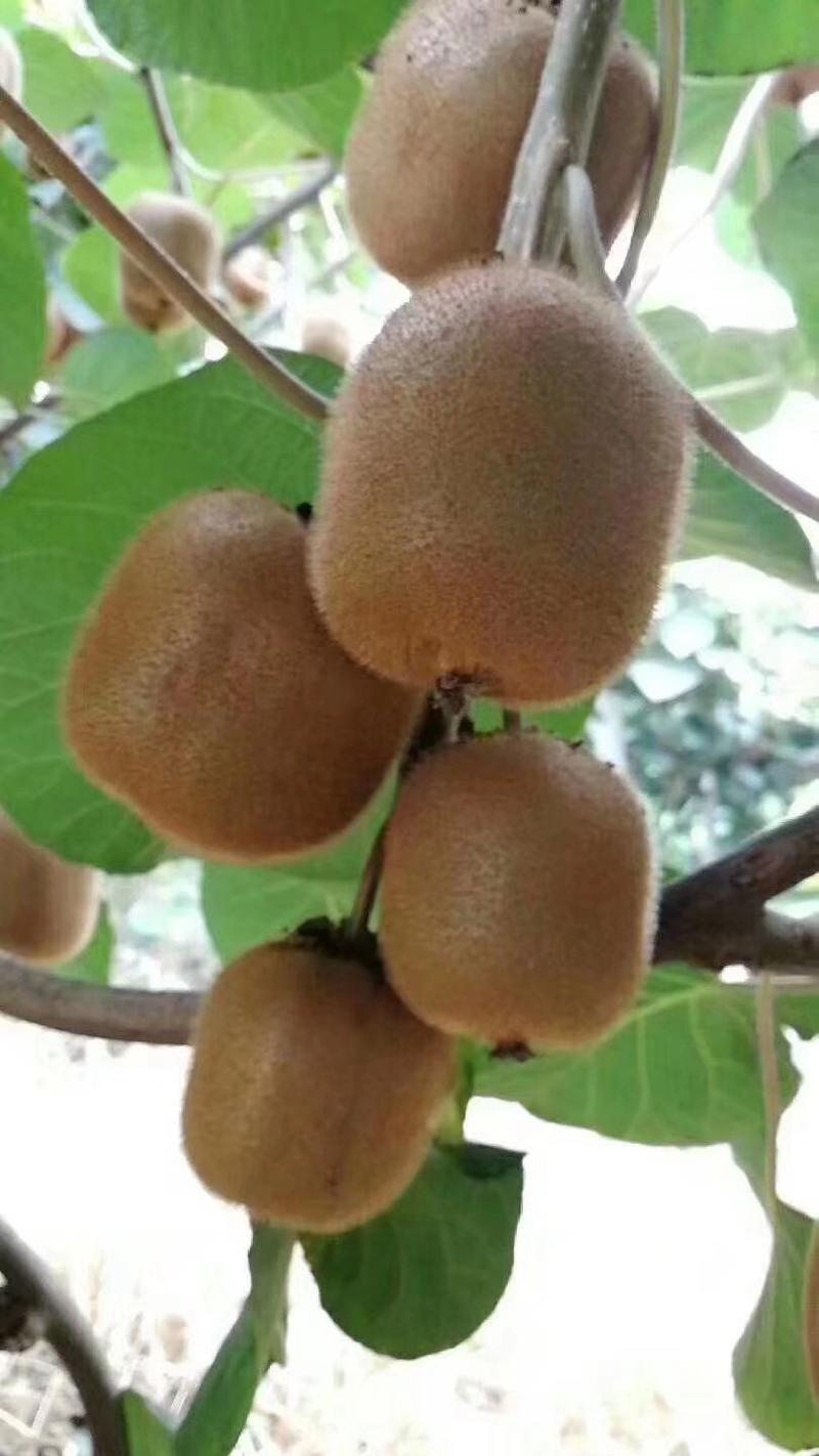 【精品】绿心徐香翠香海沃德猕猴桃，大量有货，产地直发