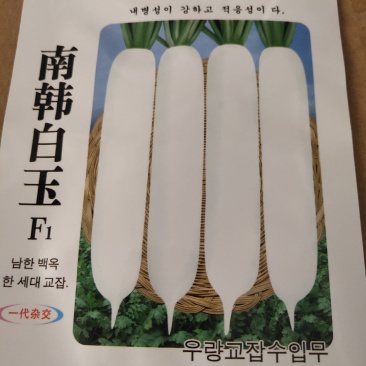 南韩白玉萝卜种子，整齐，长圆筒型，耐抽苔，