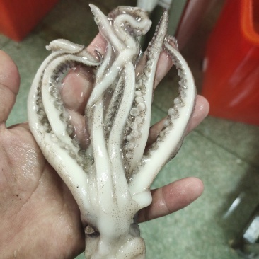 鱿鱼头