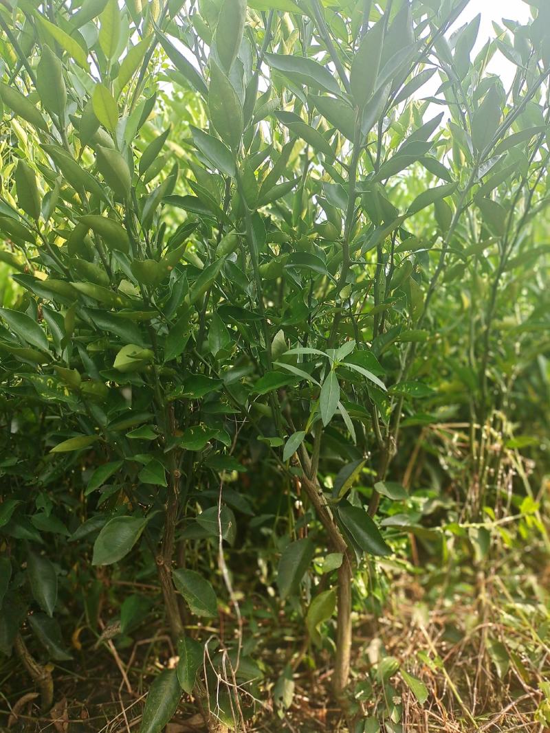 苗圃现挖，明日见柑橘苗，包邮包成活，免费提供种植技术