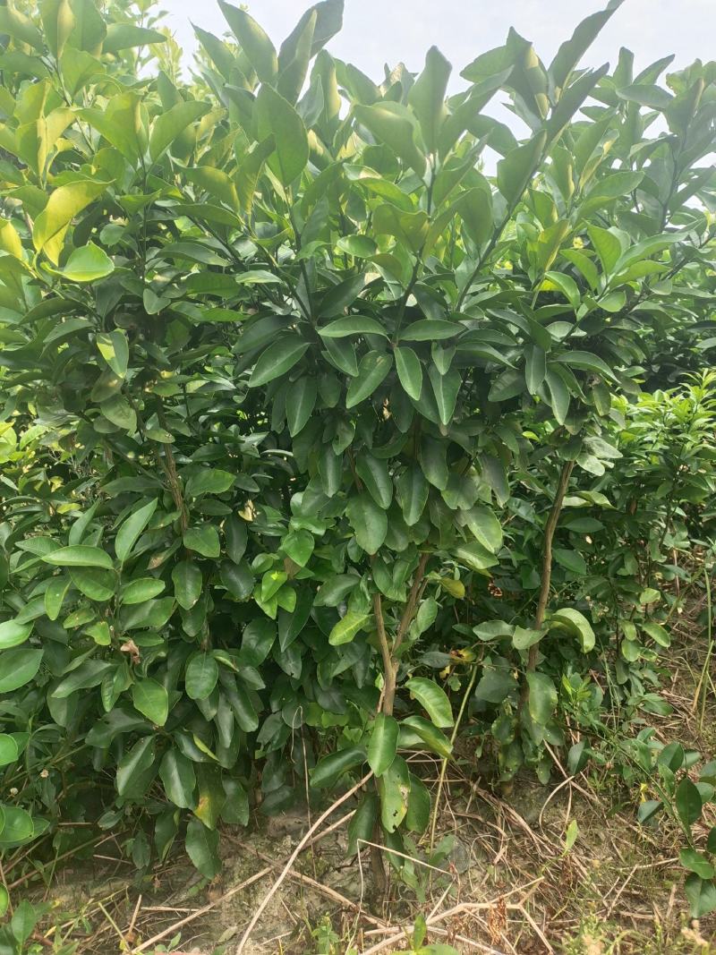 苗圃现挖，明日见柑橘苗，包邮包成活，免费提供种植技术