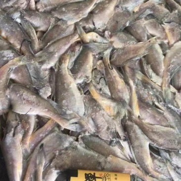 黄花鱼（三去）