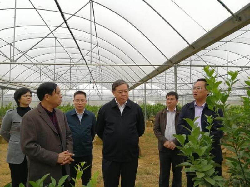 苗圃现挖，明日见柑橘苗，包邮包成活，免费提供种植技术