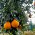 黄美人柑橘枝条，100亩黄美人种植基欢迎实地考察。包邮