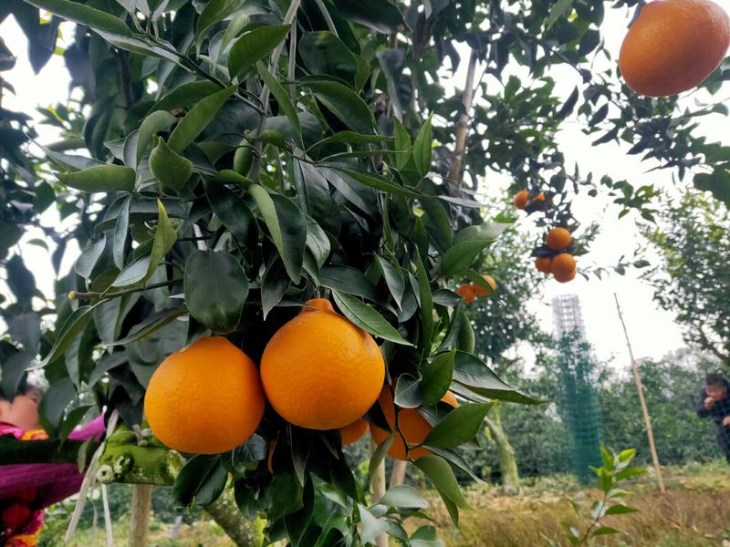 黄美人柑橘枝条，100亩黄美人种植基欢迎实地考察。包邮