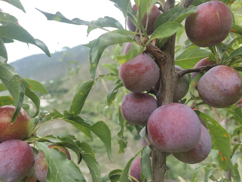 红脆李大量成熟农户自销没有中间商有意联系我