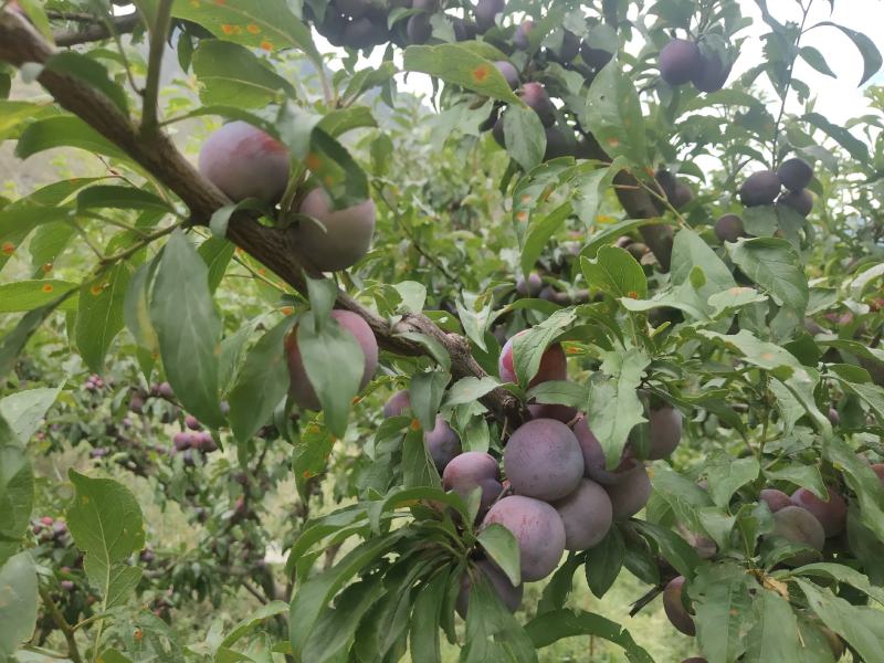 红脆李大量成熟农户自销没有中间商有意联系我