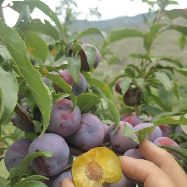 红脆李大量成熟农户自销没有中间商有意联系我